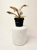 Philodendron ’Pink Princess Marble’ 6cm - kuva 2