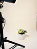 Anthurium luxurians 10.5cm - kuva 4