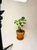 Monstera adansonii ’Variegata’ 10.5cm - kuva 4