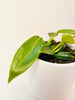 Philodendron spiritus-sancti 10.5cm - kuva 3
