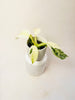 Philodendron ’Jose Buono’ 6cm - kuva 1