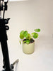 Pilea peperomioides 'Mojito' 13cm - kuva 4
