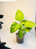 Homalomena 'Lemon Lime' 10.5cm - kuva 4