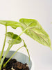 Alocasia 'Dragon Scale Variegata' 10.5cm - kuva 7