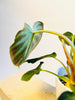 Philodendron verrucosum - kuva 5