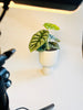 Alocasia 'Silver Dragon' 12cm - kuva 4