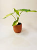 Alocasia macrorrhizos 'Aurea Variegata' 6cm - kuva 3