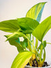 Homalomena 'Lemon Lime' 10.5cm - kuva 5