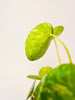 Pilea peperomioides 'Mojito' 13cm - kuva 5