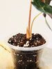 Alocasia Venom 8cm #1 - kuva 7