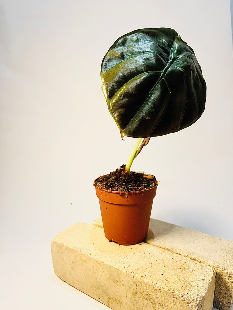 Alocasia cuprea 'Red Secret' 12cm pääkuva