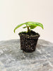 Anthurium crystallinum ’Dorayaki’ 6cm - kuva 3