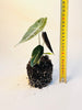 Alocasia Longiloba 'Purple' 10,5cm (II-laatu) - kuva 6