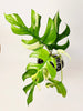 Rhaphidophora tetrasperma 'Variegata' 12cm - kuva 3