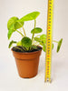 Pilea peperomioides 'Mojito' 13cm - kuva 6