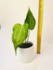 Anthurium ’Delta Force’ 9cm #2 - kuva 7
