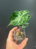 Alocasia ’Venom’ 8cm #2 - kuva 11