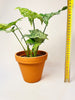 Syngonium ’Mottled’ 12cm - kuva 6