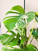 Monstera deliciosa 'Variegata' 17cm - kuva 2