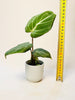 Philodendron 'El Choco Red' - kuva 6