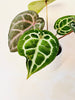 Anthurium 'Docblock Michelle' 10.5cm (#1) - kuva 6