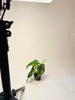 Alocasia heterophylla 'Dragon's Breath' 6cm - kuva 4