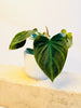 Philodendron verrucosum - kuva 2