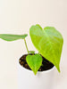 Anthurium veitchii 10.5cm - kuva 2