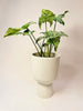 Syngonium ’Mottled’ 12cm - kuva 1