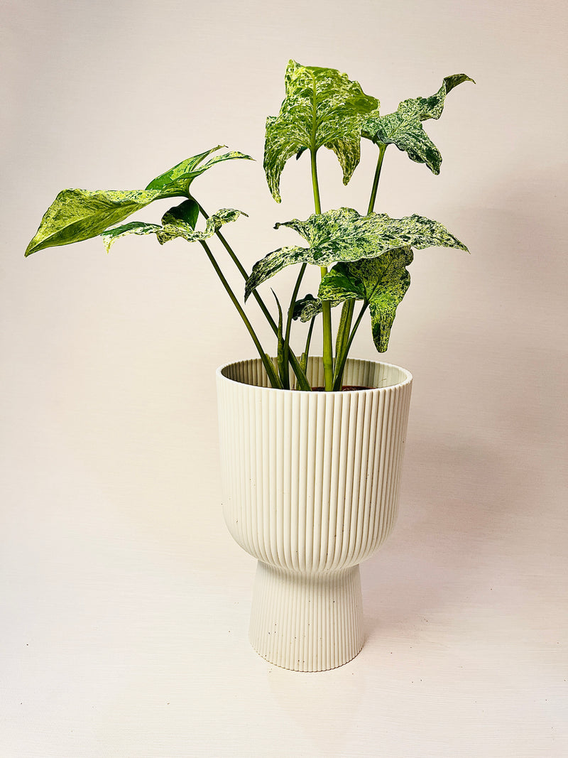 Syngonium ’Mottled’ 12cm pääkuva