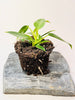 Philodendron spiritus-sancti 10.5cm - kuva 4