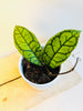 Hoya callistophylla 'Vena' 10cm - kuva 2