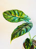 Alocasia 'Dragon Scale' 12cm - kuva 2