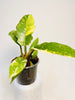 Philodendron 'Ring of Fire' 6cm - kuva 4