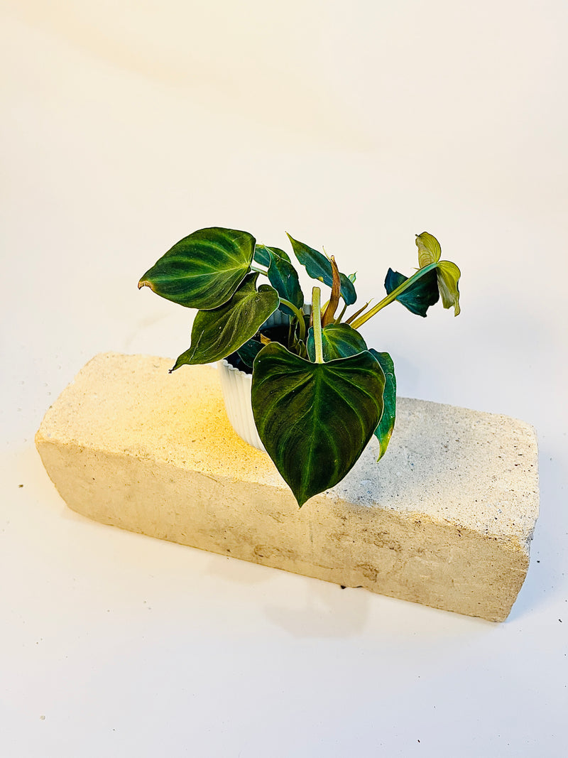 Philodendron verrucosum pääkuva