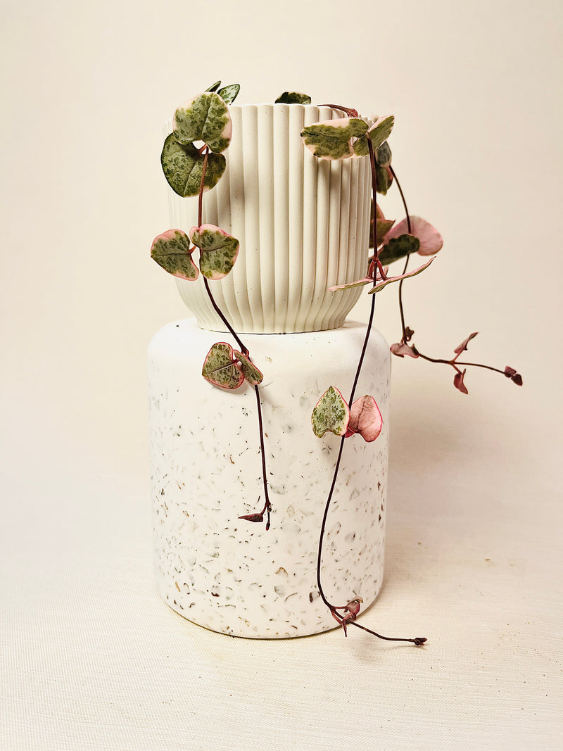 Ceropegia woodii ’Variegata’ 6cm pääkuva