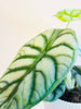 Alocasia 'Silver Dragon' 12cm - kuva 2