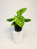 Homalomena wallisii ’Camouflage’ 6cm - kuva 1