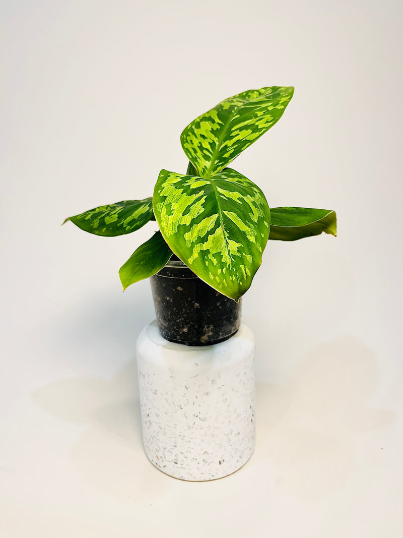 Homalomena wallisii ’Camouflage’ 6cm pääkuva