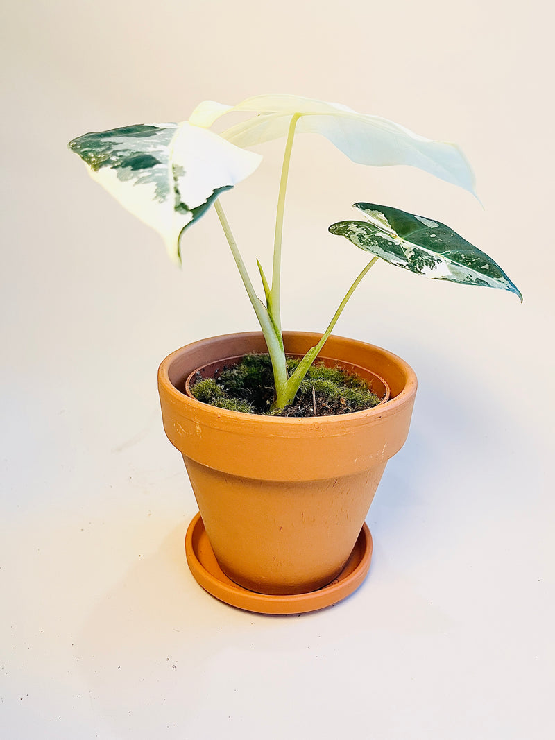Alocasia micholitziana 'Frydek Variegata' 10.5cm pääkuva