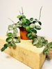 Hoya 'Mathilde Splash' 9cm - kuva 1