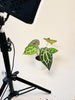 Anthurium 'Docblock Michelle' 10.5cm (#1) - kuva 9