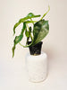 Alocasia heterophylla 'Dragon's Breath' 6cm - kuva 1