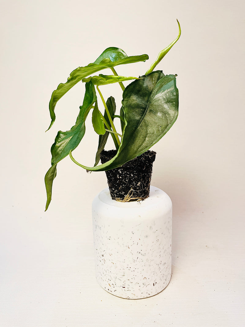Alocasia heterophylla 'Dragon's Breath' 6cm pääkuva