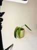 Anthurium warocqueanum 12cm II-laatu - kuva 4