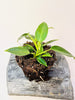 Philodendron spiritus-sancti 10.5cm - kuva 5
