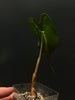 Alocasia Venom #3 - kuva 3