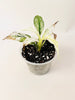 Spathiphyllum 'Sensation Variegata' 10.5cm - kuva 2