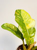 Philodendron 'Ring of Fire' 6cm - kuva 2