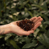 Premium Hoya Mix 5L - kuva 3